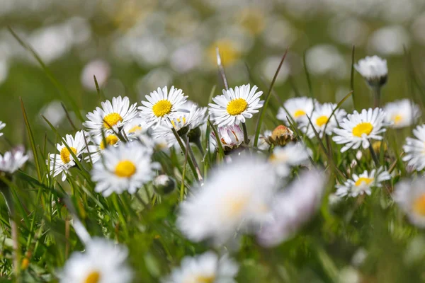 View Beautiful Green Meadow — Stock Photo, Image