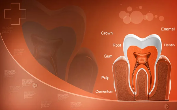 Ilustración Digital Sección Transversal Los Dientes Fondo Color — Foto de Stock