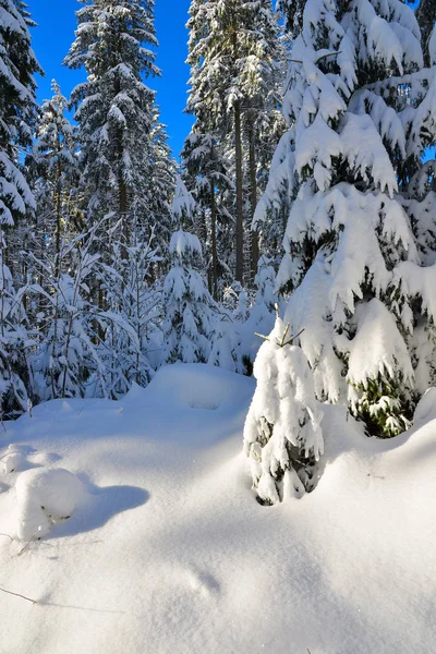Winterbos Besneeuwde Bomen — Stockfoto