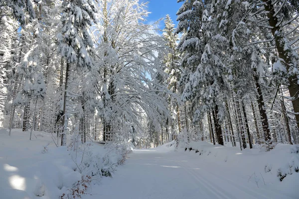 Зимовий Ліс Дерева Покриті Снігом — стокове фото