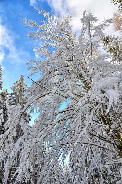 Зимний Лес Деревья Покрытые Снегом — стоковое фото