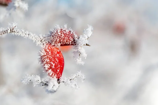 Rosa Inverno Frio Com Cristais Gelo — Fotografia de Stock