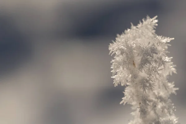 Fűszál Télen Jégkristályokkal — Stock Fotó