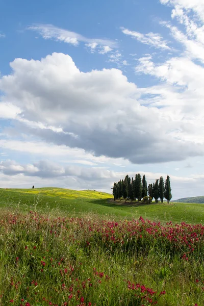 Cipressen Groep Rode Bloemen Tegen Blauwe Lucht Toscane — Stockfoto