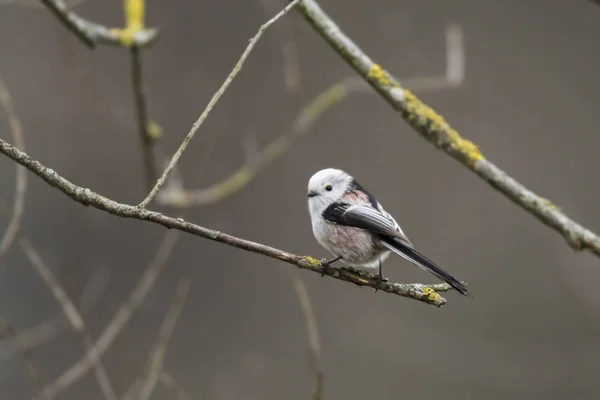 Tailed Tit Sitting Branch — Stockfoto