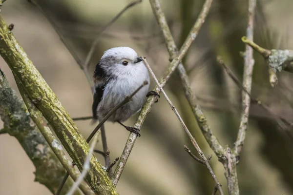 Tailed Tit Sitting Branch — 스톡 사진
