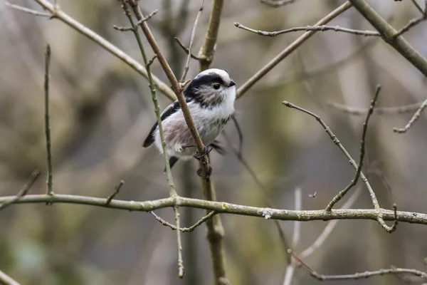 Mésange Queue Assise Sur Une Branche — Photo