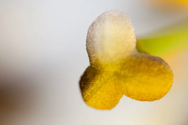 Macro Vista Del Estigma Una Pequeña Flor — Foto de Stock