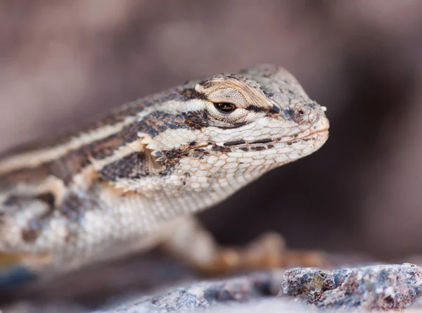 Närbild Ödla Livsmiljö Vildhetsbegreppet — Stockfoto