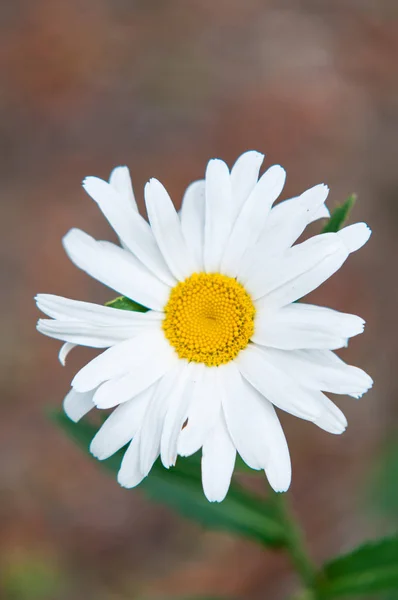 Malá Bílá Květina Zachycená Létě — Stock fotografie