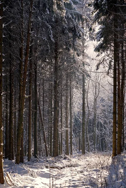 Inverno Floresta Maravilhas — Fotografia de Stock
