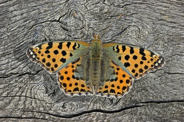 Motyl Szkarłatny Owad Skrzydłami — Zdjęcie stockowe