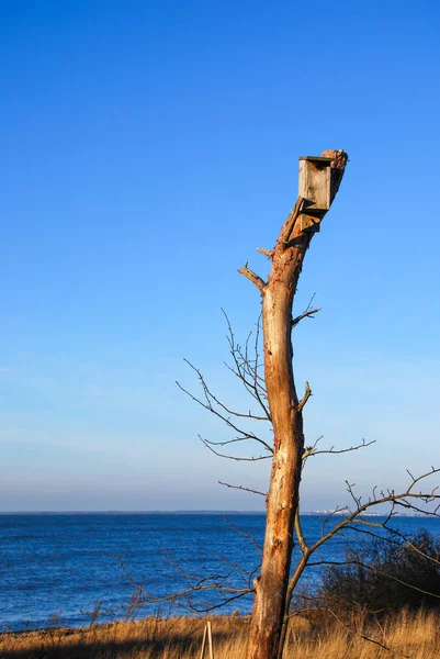 Einzelner Nistkasten Auf Einem Hohen Baumstumpf Der Küste Der Schwedischen — Stockfoto