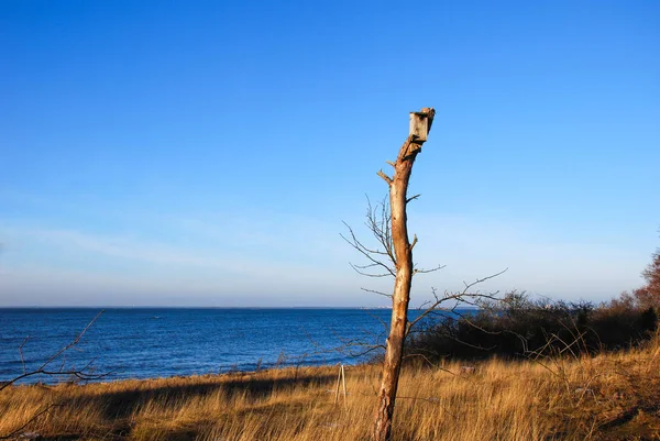 Einzelner Nistkasten Auf Einem Hohen Baumstumpf Der Küste Der Schwedischen — Stockfoto