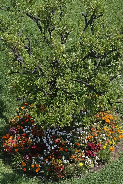 Baum Mit Blumenbeet — Stockfoto