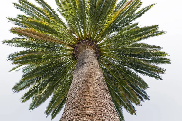 Fondo Palmera Espacio Copia — Foto de Stock