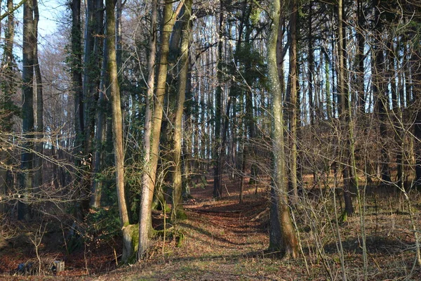 Bosque Bosque Caduco Invierno Camino Hojas Ramas Desnudas Ramas Caminos —  Fotos de Stock