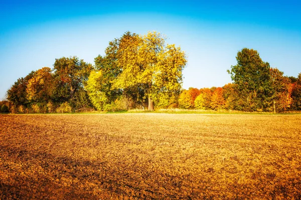 Campo Agrícola Oro Con Árboles Cielo Azul Claro Paisaje Otoño —  Fotos de Stock