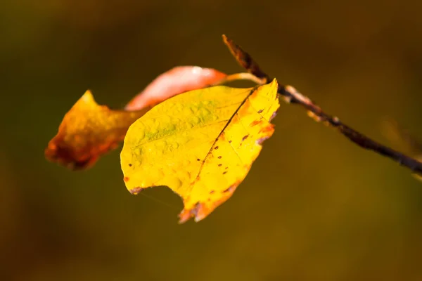 Autumnal Nádegas Folhagem Faia — Fotografia de Stock