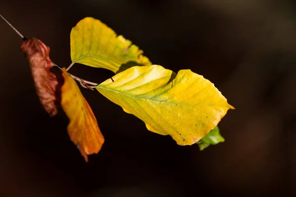 Naaldbomen Van Beuken Herfst — Stockfoto