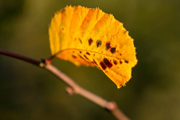 Los Colores Otoñales Entierran Follaje Haya —  Fotos de Stock