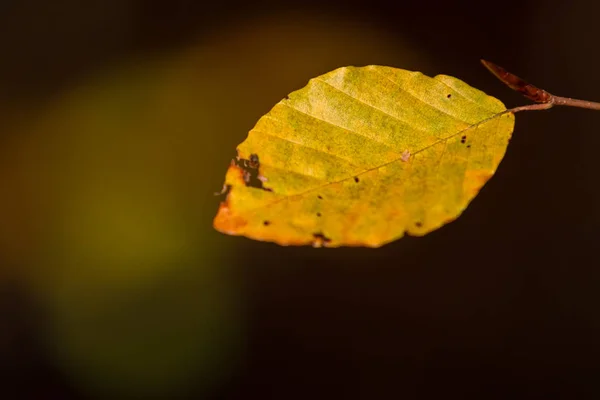 Herfst Kleuren Knoppen Gebladerte Van Beuken — Stockfoto