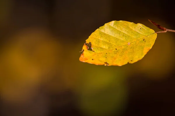 Los Colores Otoñales Entierran Follaje Haya — Foto de Stock