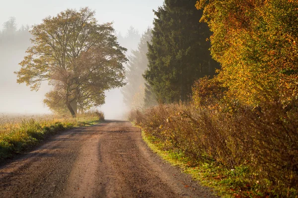 Forest Road Resin Golden Autumn Fog — Stock Photo, Image