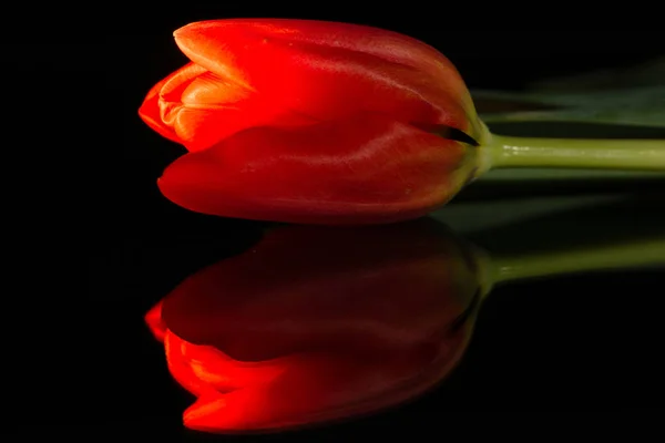 Lighted Tulip Black Background — Stock Photo, Image