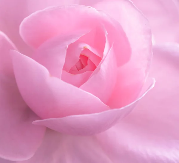 Beautiful Pink Rose Petal — Stock Photo, Image