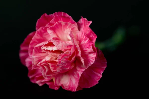 Rosa Nelke Auf Schwarzem Hintergrund — Stockfoto