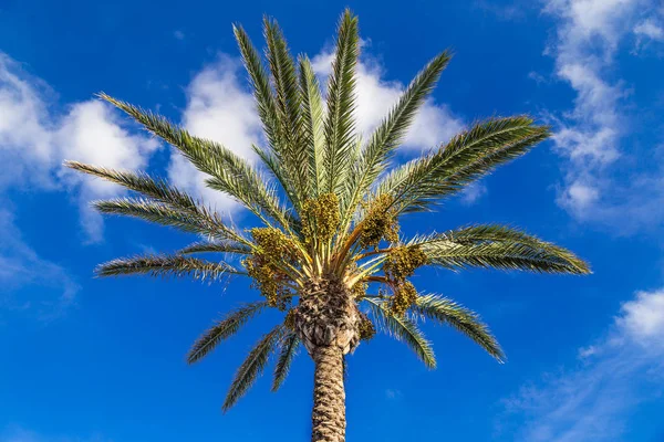 Palma Data Com Grandes Frondes Palmeira Datas Céu Azul Com — Fotografia de Stock