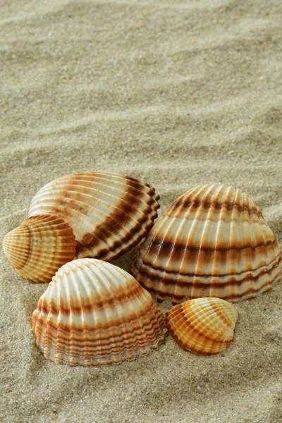 Muschel Sand — Stockfoto