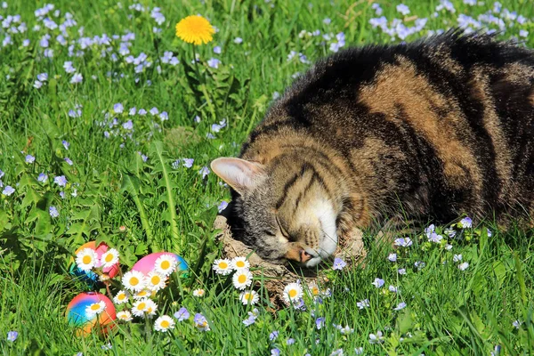 Strange Easter Bunny Cat Easter Bunny — Stock Photo, Image