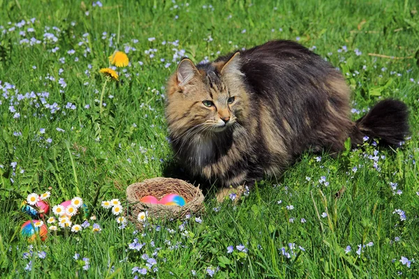 Strange Easter Bunny Cat Easter Bunny — Stock Photo, Image