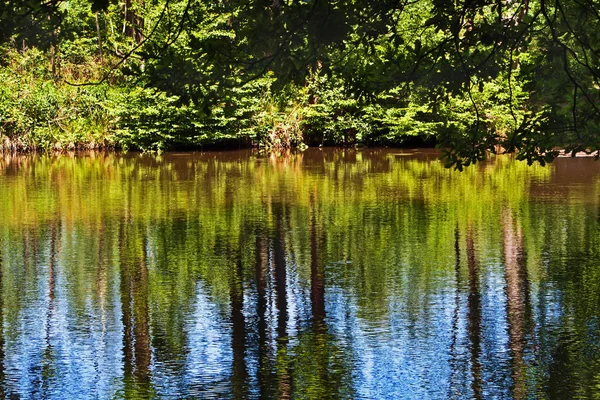 Reflections Water Small Forest Lake — Stock Photo, Image
