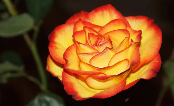 Kwiat Róży Płatki Kwiatów Flora — Zdjęcie stockowe