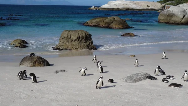 Graziosi Pinguini Natura Selvaggia — Foto Stock