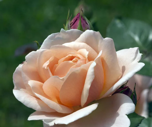 Englische Rose Ambridge Róża David Austin — Zdjęcie stockowe
