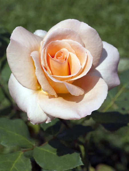 Blossom Rose Flower Petals Flora — Stock Photo, Image