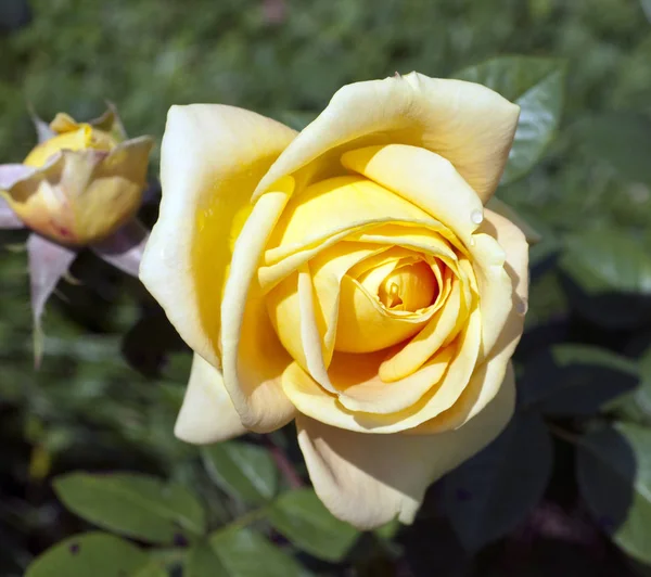 Flor Rosa Pétalos Flores Flora — Foto de Stock