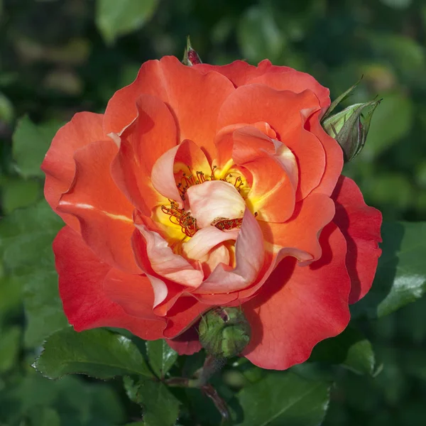 Flor Rosa Pétalos Flores Flora — Foto de Stock