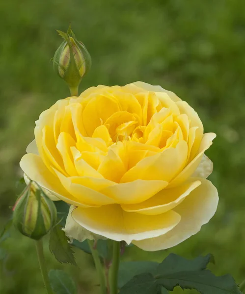 Blüte Rosenblütenblätter Flora — Stockfoto