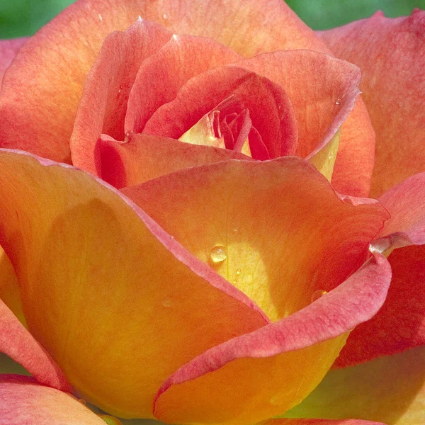 Edelrose Fairest Cape Kordes Teehybrid Rose — Stock Photo, Image
