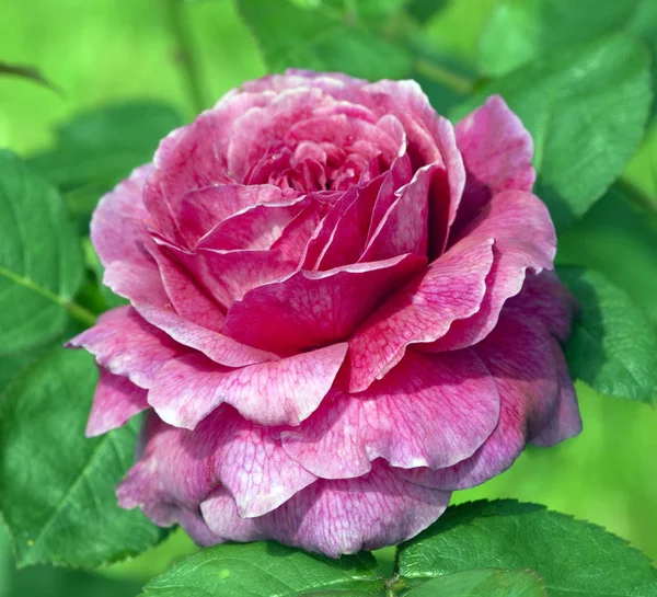 Englische Rose Madeira Munstead — Fotografia de Stock