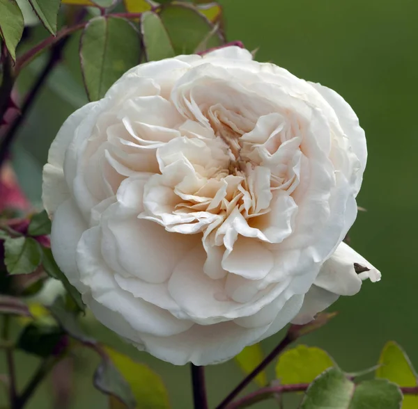 Květy Růže Okvětní Lístky Flóra — Stock fotografie