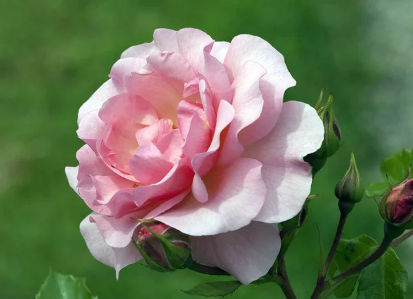 Fiore Petali Fiori Rosa Flora — Foto Stock