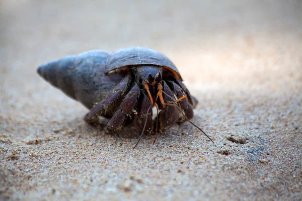 Crabe Ermite Rampe Dans Sable Plage Île Tropicale Sri Lanka — Photo