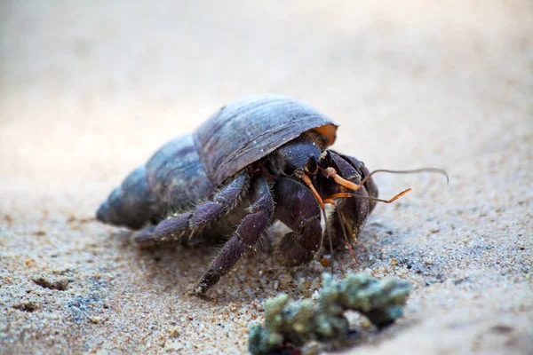 Granchio Eremita Striscia Nella Sabbia Dalla Spiaggia Dell Isola Tropicale — Foto Stock