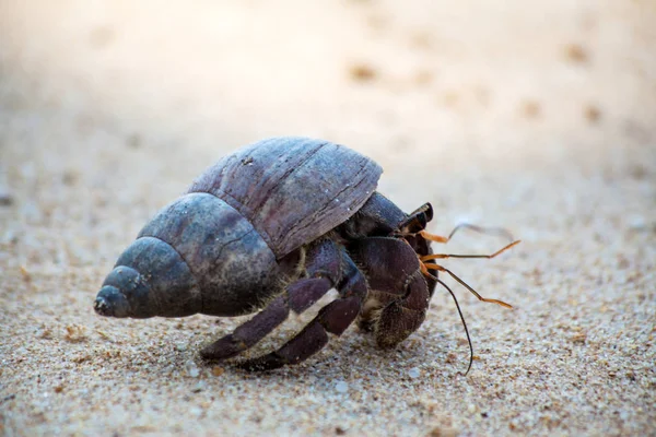 Granchio Eremita Striscia Nella Sabbia Dalla Spiaggia Dell Isola Tropicale — Foto Stock